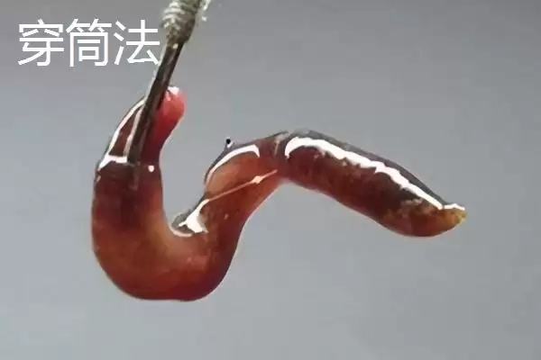 图片[3]-蚯蚓钓鱼技巧全解：为何是“万能饵料”的优势分析-会东网