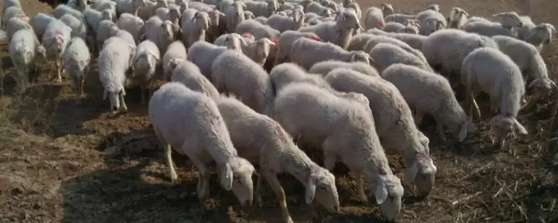 了解山东惠民县特产的方法和重点?探寻惠民县特产要做好哪些细节?-会东网