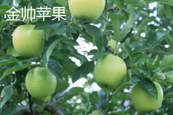 常见的苹果品种，红富士、金帅、红将军等品种较常见插图4