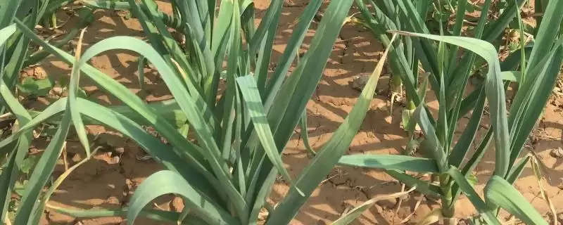了解种过大蒜地块适合种蔬菜种类的方法和重点？了解种过大蒜地块适合种蔬菜种类要做好哪些细节？-会东网