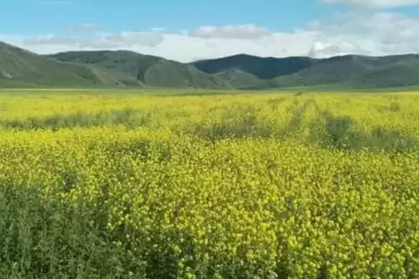 养殖油菜花的注意事项,一般在9-11月份左右种植插图2 养殖油菜花的注意事项,一般在9-11月份左右种植插图2