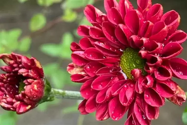 菊花的花色种类 ,菊花的花色具体分为哪些类别呢？插图5