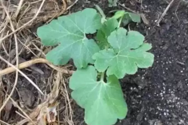 种植金丝绞瓜的方法和重点？种金丝绞瓜要做好哪些细节？插图7