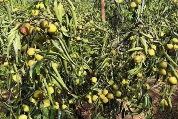 冬枣产地大搜罗:山西、河北、山东等地种植特点插图1 冬枣产地大搜罗:山西、河北、山东等地种植特点插图1