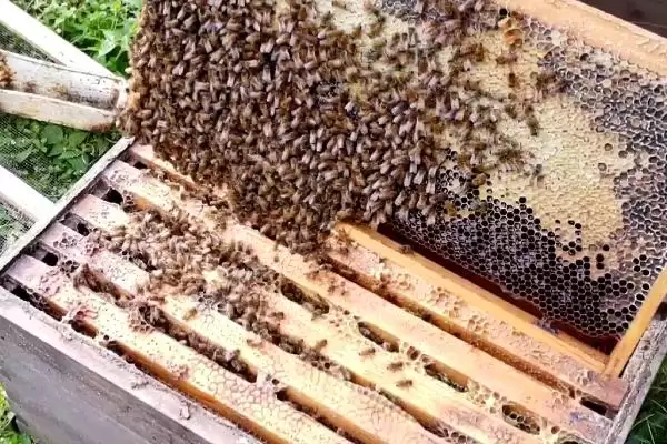 盗蜂的处理方法,需及时处理插图1 盗蜂的处理方法,需及时处理插图1