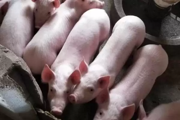 管理新入栏仔猪的方法和重点？养猪要做好哪些新成员融入细节？插图2