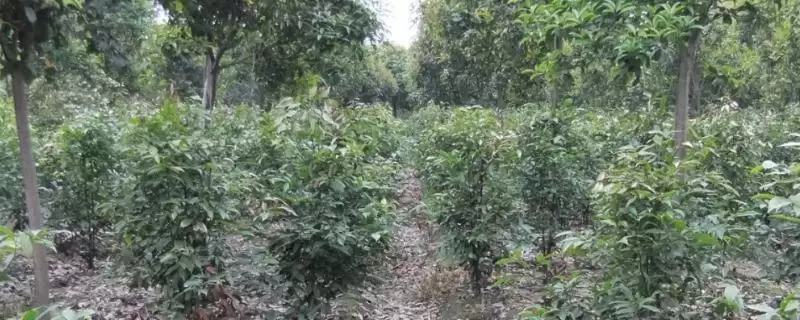 如何挑选天竺桂种子？挑选天竺桂种子要掌握哪些挑选要点？-会东网