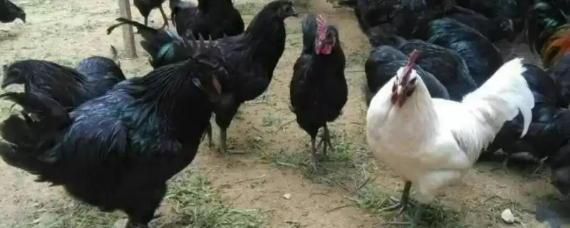 掌握特种鸡价格动态的方法和重点？养鸡要做好哪些价格关注？-会东网