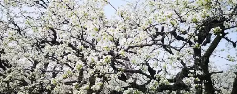 梨树花多果少的原因,可能是氮肥偏多或排水授粉欠缺-会东网