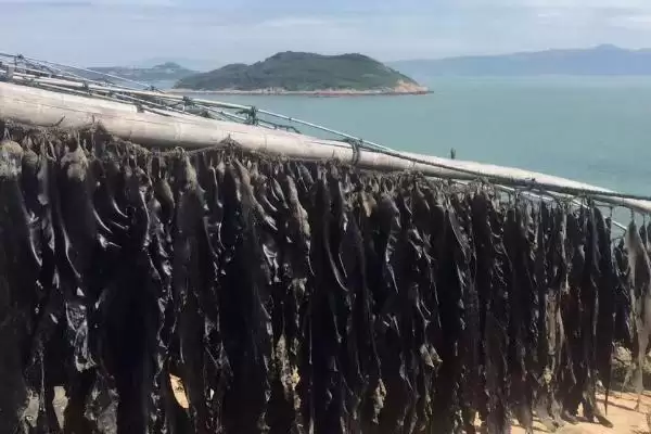 图片[3]-霞浦紫菜产地的要点和解读？了解霞浦紫菜产地需关注哪些关键信息？-会东网
