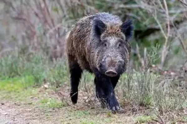 防治野猪呼吸道疾病的方法和重点？养猪要做好哪些疫病防控细节？插图2