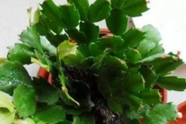 图片[6]-蟹爪兰种植的方式和要点？种植蟹爪兰要选择哪些合适方式？-会东网