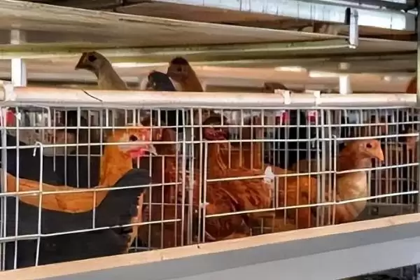 提高养鸡经济效益的方法和重点?养鸡要做好哪些效益提升策略?插图7 提高养鸡经济效益的方法和重点?养鸡要做好哪些效益提升策略?插图7