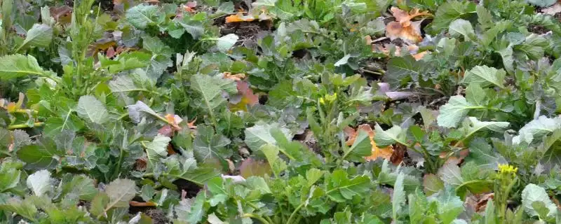 培育油菜壮苗的要素，播种后要时常浇水保湿-会东网