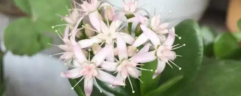 金钱树开花后的处理方法 ,金钱树开花后要如何进行处理-会东网