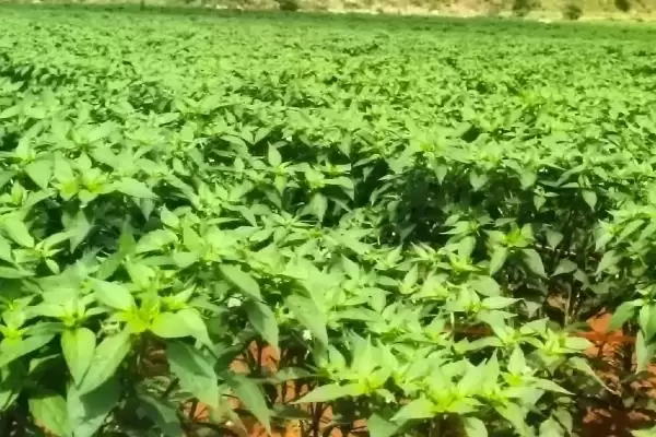 图片[5]-辣椒落叶的原因 ,哪些不适因素会导致辣椒落叶呢？-会东网