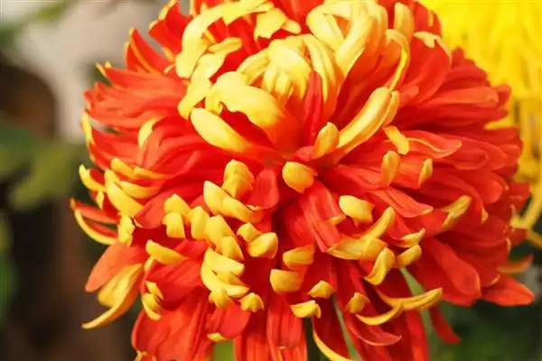 菊花的花色种类 ,菊花的花色具体分为哪些类别呢？插图3