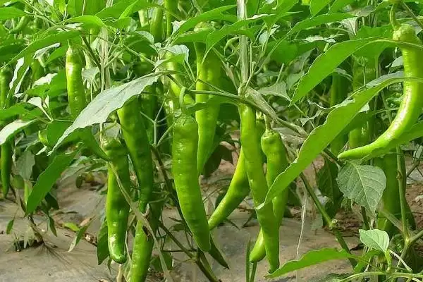 辣椒的种植土壤选择 ,辣椒为何选微酸性或中性土种植？插图1