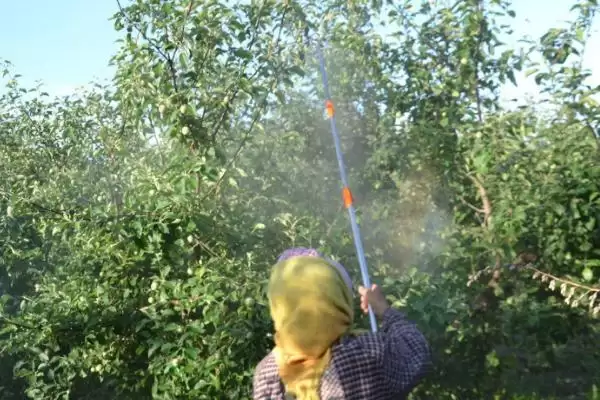 苹果为什么会出现裂纹,通常是因为患有苹果裂纹病插图5 苹果为什么会出现裂纹,通常是因为患有苹果裂纹病插图5