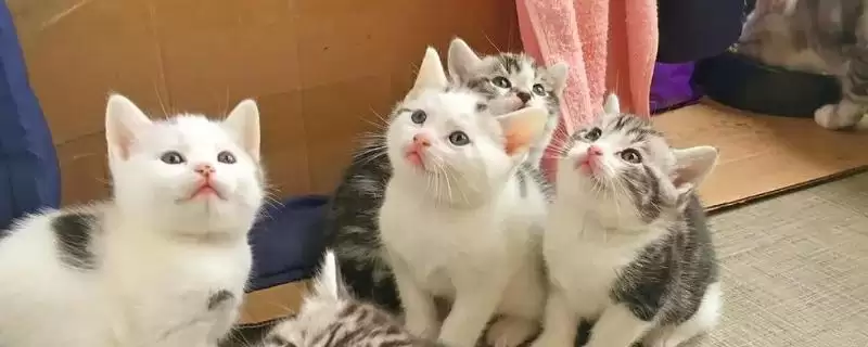 猫感冒流鼻涕严重吗 ,猫普通感冒流鼻涕严重不-会东网