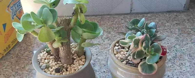 金钱木长叶子的时间 ,金钱木在什么情况下能长叶子-会东网