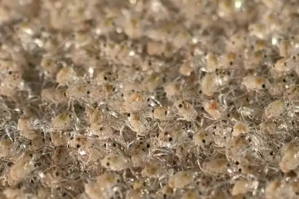 图片[5]-螃蟹和闸蟹的区别大揭秘：种属不同的本质差异-会东网