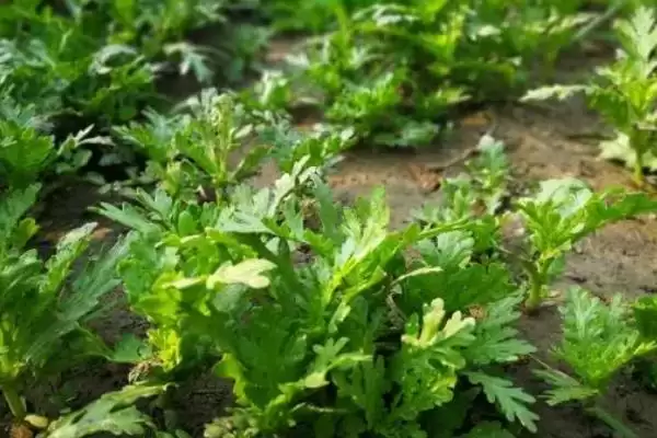 图片[9]-秋天种植蔬菜清单：菠菜、香菜、白菜、萝卜等适宜品种-会东网