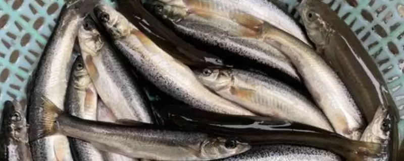 柳根鱼的价格情况 ,柳根鱼价格因地区有何差异?-会东网