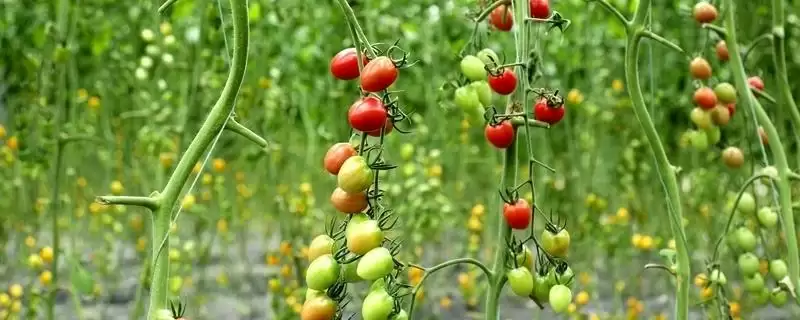 小西红柿栽培的方法和要点？栽培小西红柿要掌握哪些关键技术步骤？-会东网