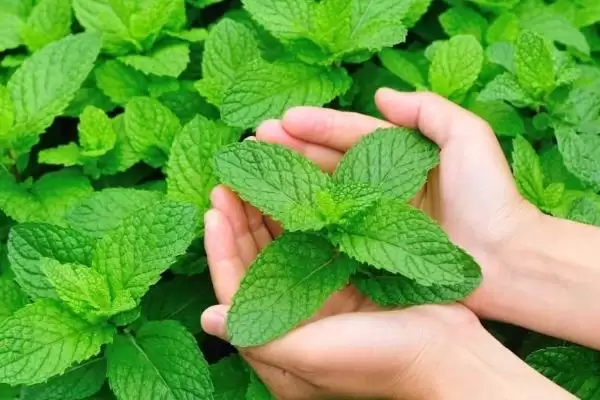 图片[5]-区分野薄荷和薄荷的方法和重点？区分野薄荷和薄荷要做好哪些细节？-会东网