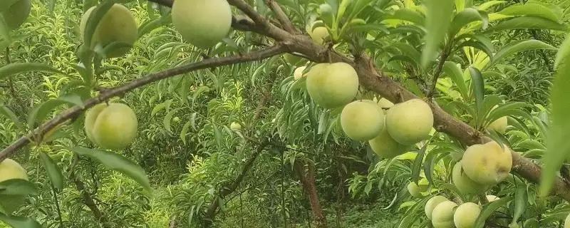 蜂糖李什么时候成熟,7月左右全面上市-会东网
