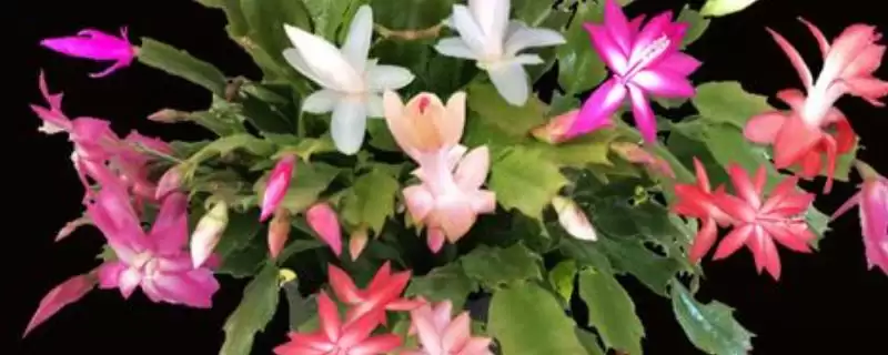 蟹爪兰盆养的方法和要点?盆养蟹爪兰要掌握哪些关键技术环节?-会东网