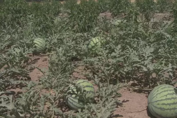 解决雨水多西瓜烂叶问题的方法和重点？应对雨水多西瓜烂叶要做好哪些细节？插图3