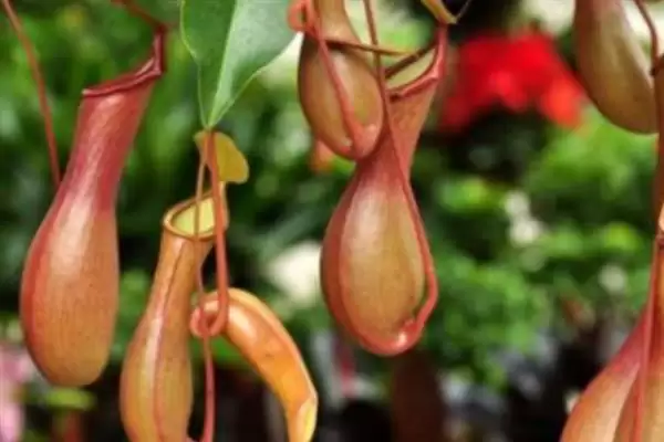 养殖猪笼草的方法和重点?养猪与特色植物养殖有哪些关联细节?插图5 养殖猪笼草的方法和重点?养猪与特色植物养殖有哪些关联细节?插图5