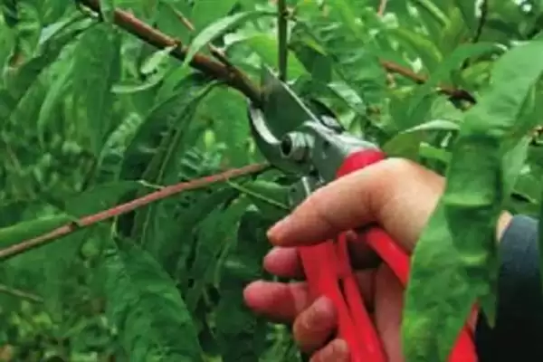 图片[4]-桃树的修剪方法？修剪桃树要掌握哪些从幼树到成年树的关键修剪技巧？-会东网