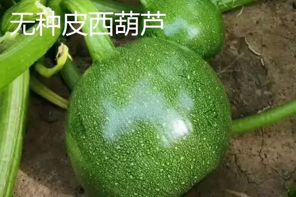了解西葫芦品种的方法和重点？认识西葫芦品种要做好哪些细节？插图2