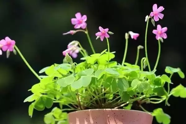 图片[5]-养殖幸福草的方法和重点？养殖幸福草要做好哪些细节？-会东网