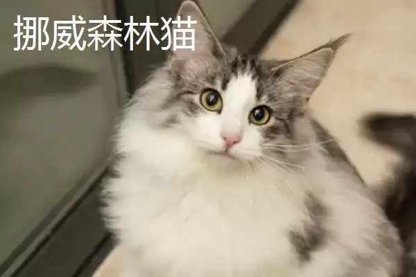 猫有哪些常见的品种 ,猫的哪些品种有优势特点插图4 猫有哪些常见的品种 ,猫的哪些品种有优势特点插图4