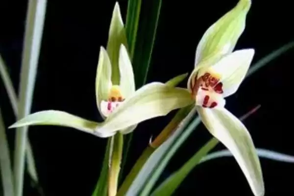 兰花的过冬方法 ,兰花安全过冬为何要搬进室内？插图3