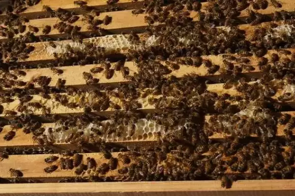 图片[4]-如何防治中蜂爬蜂病，需根据具体病害选择药物-会东网