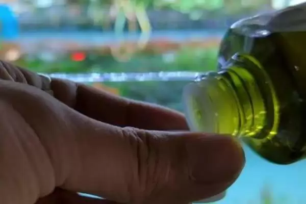 千头菊安全度夏攻略:间隔1天浇水的科学频率插图4 千头菊安全度夏攻略:间隔1天浇水的科学频率插图4