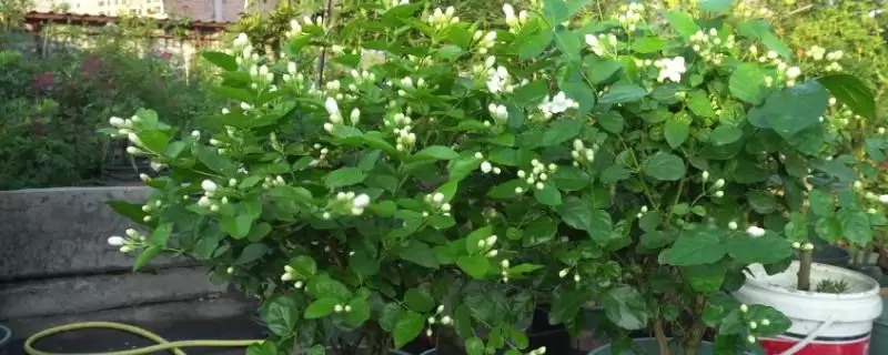 夏天茉莉花养护的方法和要点?夏季养护茉莉花要掌握哪些关键步骤?-会东网