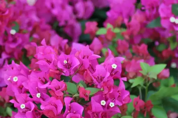 图片[2]-三角梅一年开多少次花？了解三角梅花期次数要探究哪些开花规律？-会东网