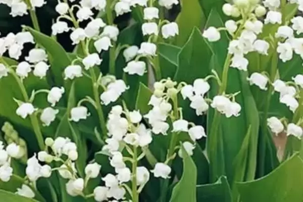 铃兰花苗的价格影响因素 ,铃兰花苗价格因规格如何变化?插图5 铃兰花苗的价格影响因素 ,铃兰花苗价格因规格如何变化?插图5