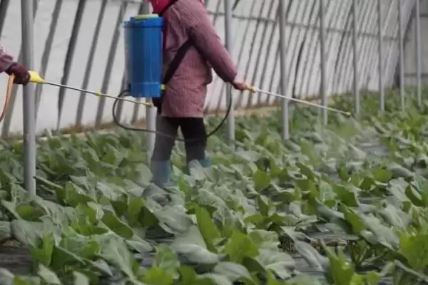 图片[3]-了解蔬菜农药安全间隔期的方法和重点？把握蔬菜农药安全间隔期要做好哪些细节？-会东网