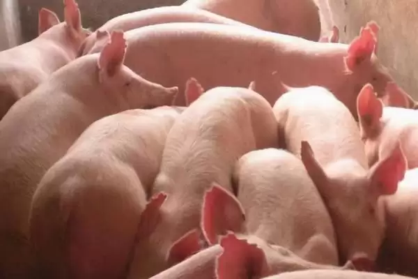 解决猪拉稀发抖问题的方法和重点？养猪要做好哪些紧急病情处理细节？插图1