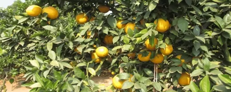 脐橙结果时间揭秘：大约3-4年左右的成长历程-会东网