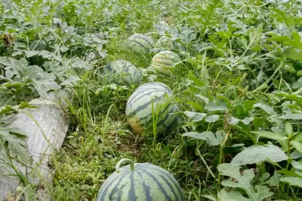 分析西瓜叶片有黑斑原因的方法和重点？探究西瓜叶片黑斑要做好哪些细节？插图4