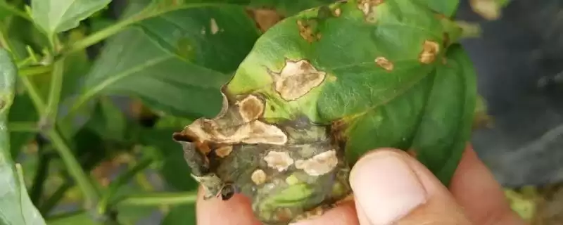 辣椒落花落果落叶的原因 ,辣椒疮痂病如何导致三落现象?-会东网