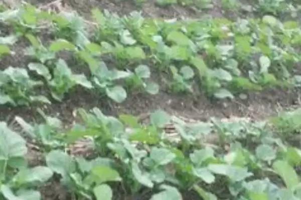 油菜种子是单子叶还是双子叶,是双子叶插图2 油菜种子是单子叶还是双子叶,是双子叶插图2